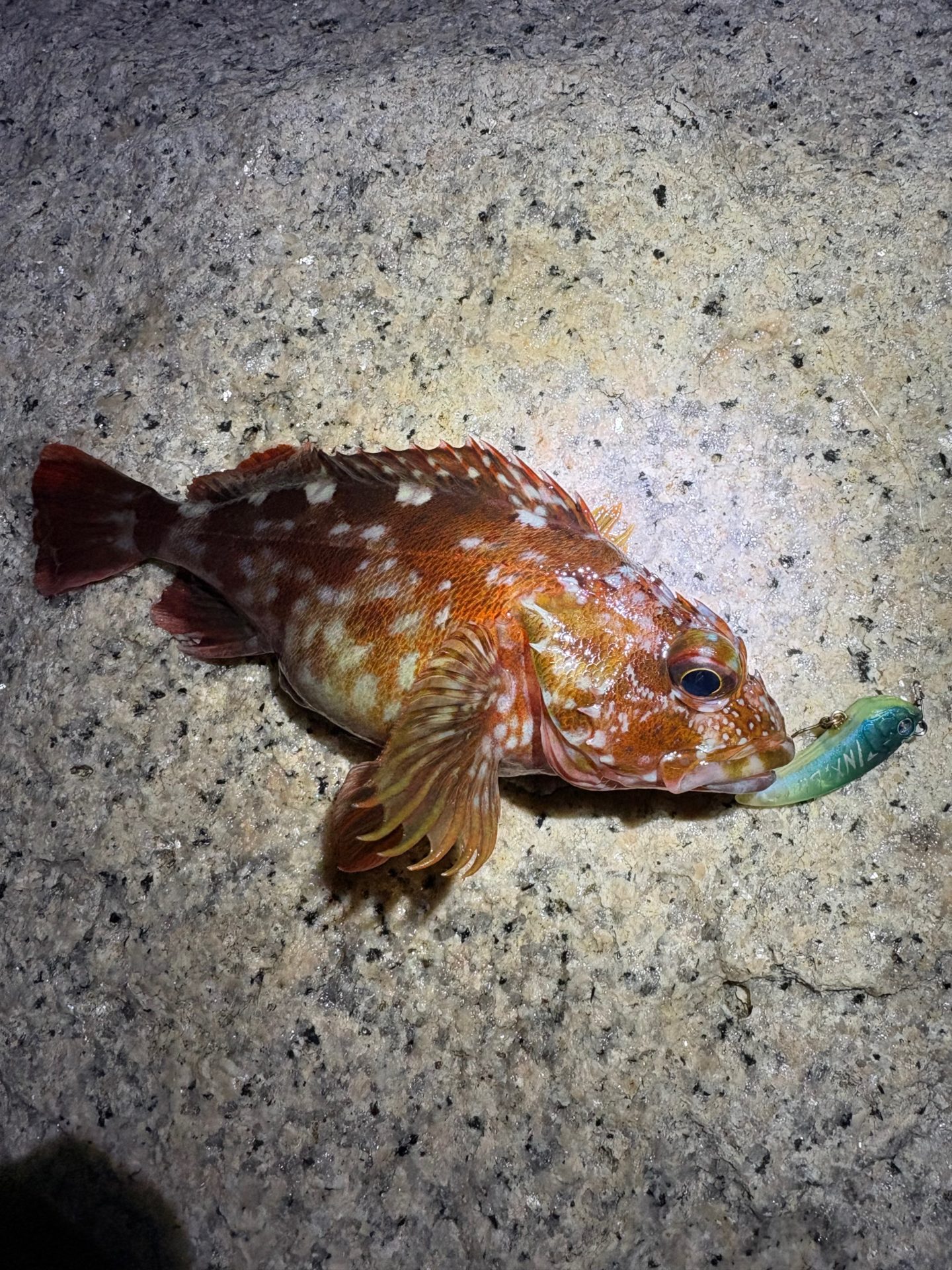 良型狙って淡路アジング。アジはさっぱり、ガシラはプラグでも釣れた
